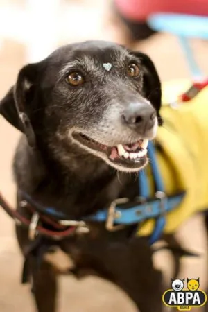 Cachorro raça SRD idade 5 anos nome Violeta