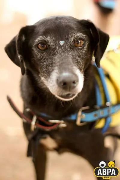 Cachorro raça SRD idade 5 anos nome Violeta