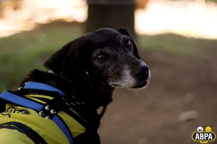 Cachorro raça SRD idade 5 anos nome Violeta