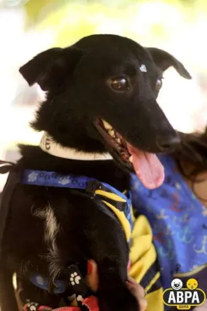 Cachorro raça SRD idade 1 ano nome Lotus