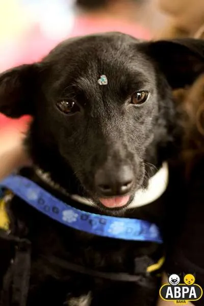 Cachorro raça SRD idade 1 ano nome Lotus