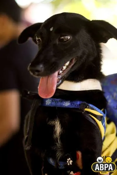 Cachorro raça SRD idade 1 ano nome Lotus