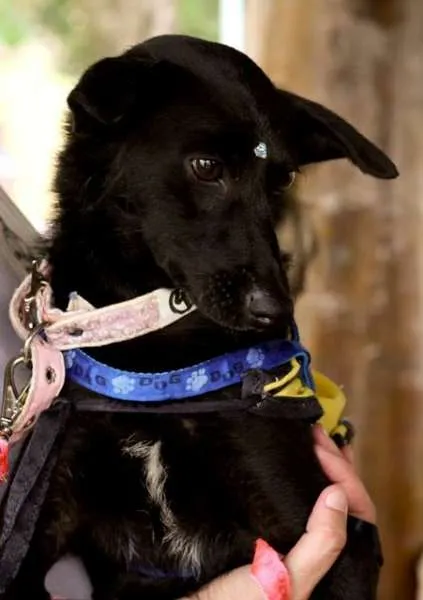 Cachorro raça SRD idade 1 ano nome Lotus