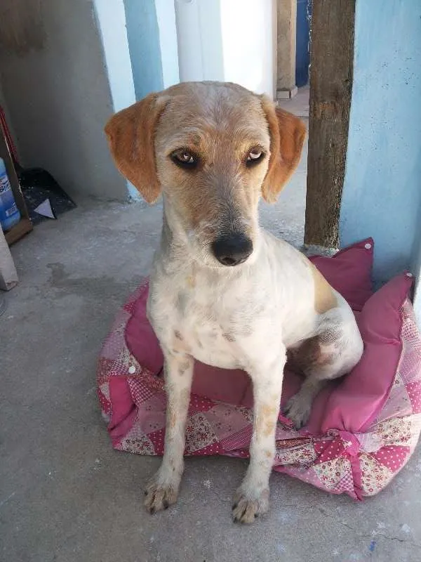 Cachorro ra a indefinida idade 1 ano nome Mel