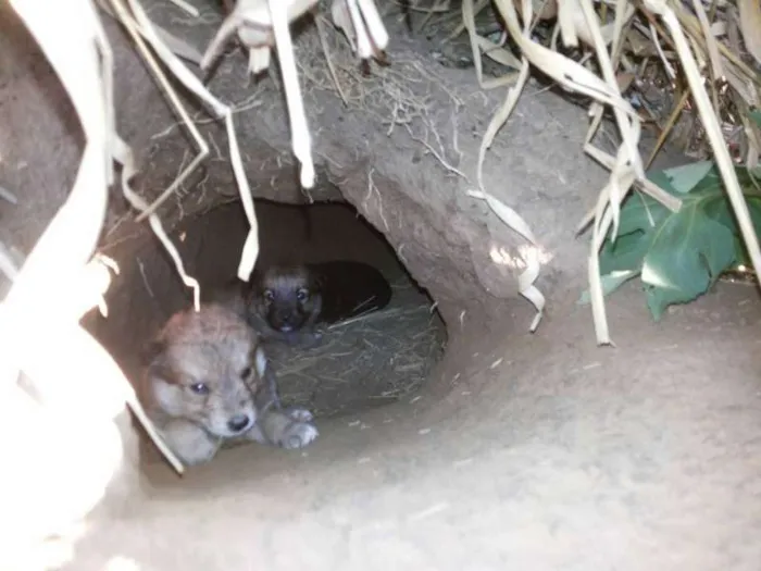 Cachorro ra a Não sei idade 2 a 6 meses nome Não tem ainda 