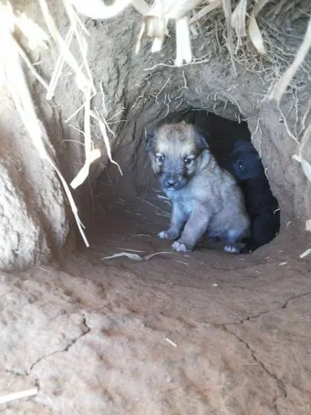 Cachorro ra a Não sei idade 2 a 6 meses nome Não tem ainda 