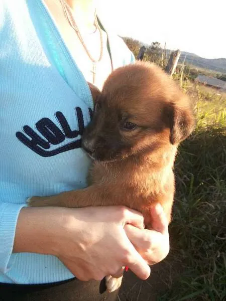 Cachorro ra a Não sei idade 2 a 6 meses nome Não tem ainda 