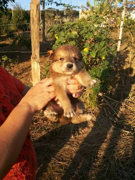 Cachorro ra a Não sei idade 2 a 6 meses nome Não tem ainda 