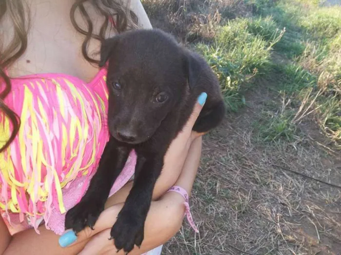 Cachorro ra a Não sei idade 2 a 6 meses nome Não tem ainda 