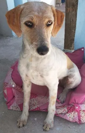 Cachorro raça indefinida idade 1 ano nome Mel