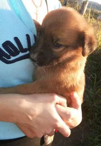 Cachorro ra a Não sei idade 2 a 6 meses nome Não tem ainda 