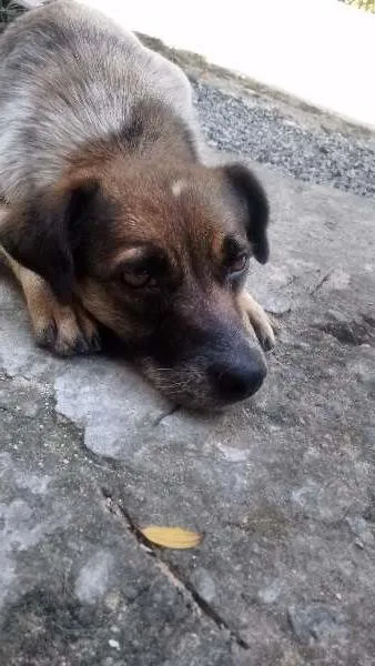 Cachorro ra a Sem raça idade 2 anos nome Futaba