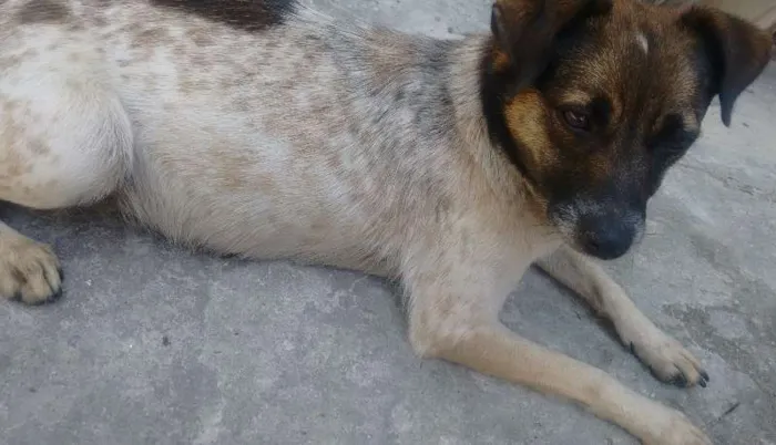 Cachorro ra a Sem raça idade 2 anos nome Futaba