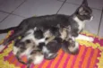 GATOS PARA ADOÇÃO