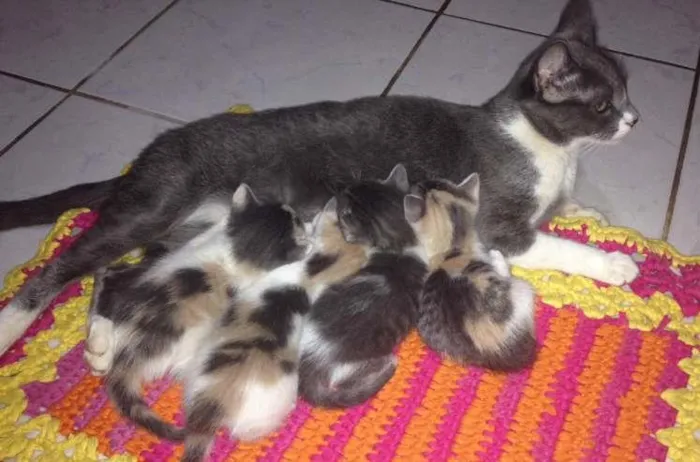 Gato ra a  idade Abaixo de 2 meses nome GATOS PARA ADOÇÃO