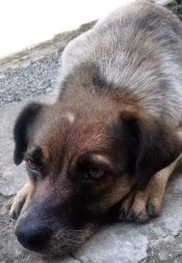 Cachorro ra a Sem raça idade 2 anos nome Futaba