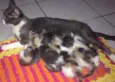 GATOS PARA ADOÇÃO
