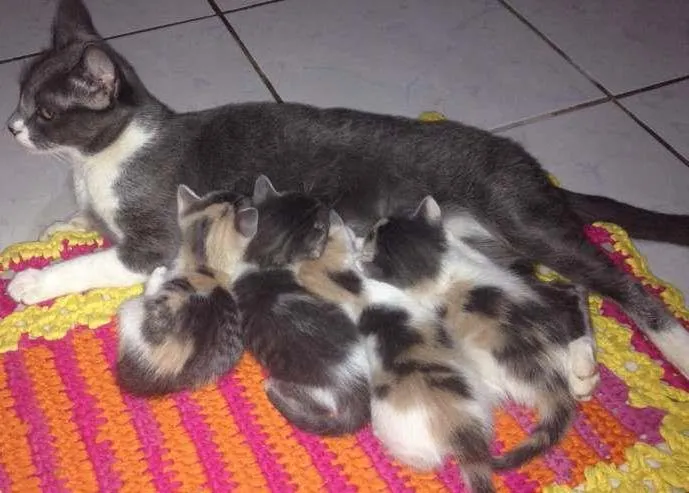 Gato ra a  idade Abaixo de 2 meses nome GATOS PARA ADOÇÃO