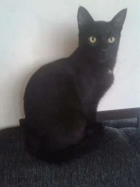 Gato ra a SRD idade 7 a 11 meses nome Pretinho