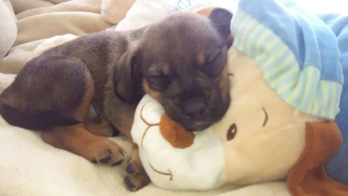 Cachorro ra a srd idade 2 a 6 meses nome mix de cocker