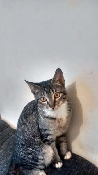 Gato ra a SRD idade 2 a 6 meses nome Rajadinho