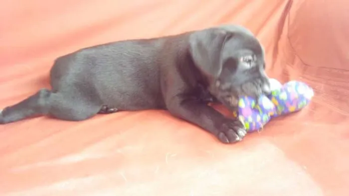 Cachorro ra a srd idade 2 a 6 meses nome mix de cocker