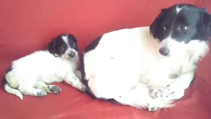 Cachorro ra a srd idade 2 a 6 meses nome mix de cocker