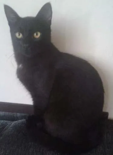 Gato ra a SRD idade 7 a 11 meses nome Pretinho