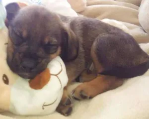 Cachorro raça srd idade 2 a 6 meses nome mix de cocker