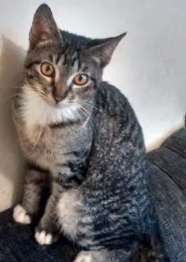 Gato raça SRD idade 2 a 6 meses nome Rajadinho