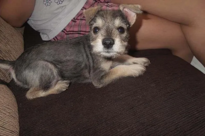 Cachorro ra a Schnauzer idade Abaixo de 2 meses nome Tekinha
