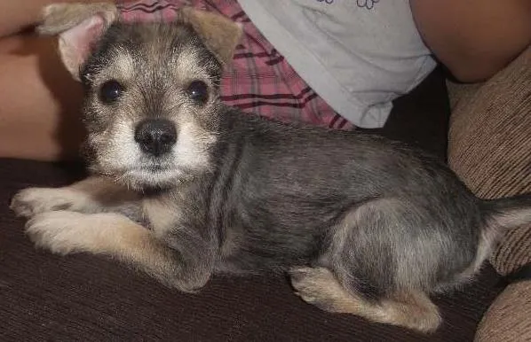 Cachorro ra a Schnauzer idade Abaixo de 2 meses nome Tekinha