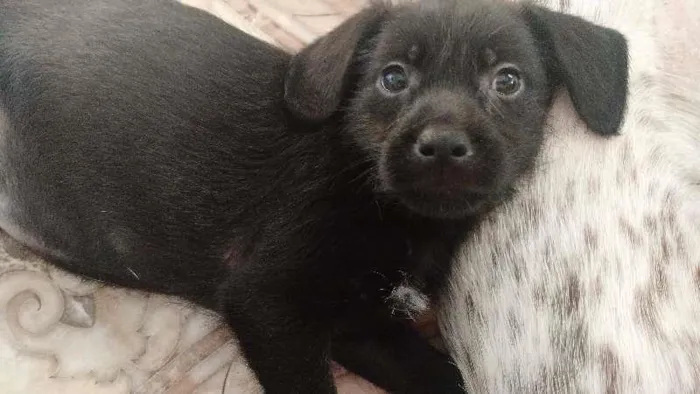 Cachorro ra a SRD idade 2 a 6 meses nome Sem nome