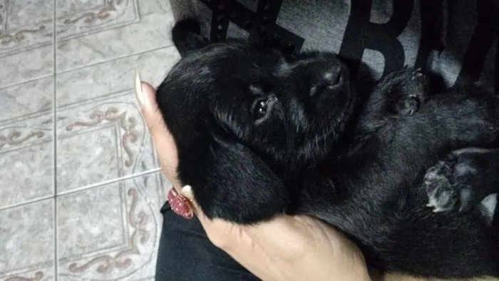 Cachorro ra a SRD idade 2 a 6 meses nome Sem nome