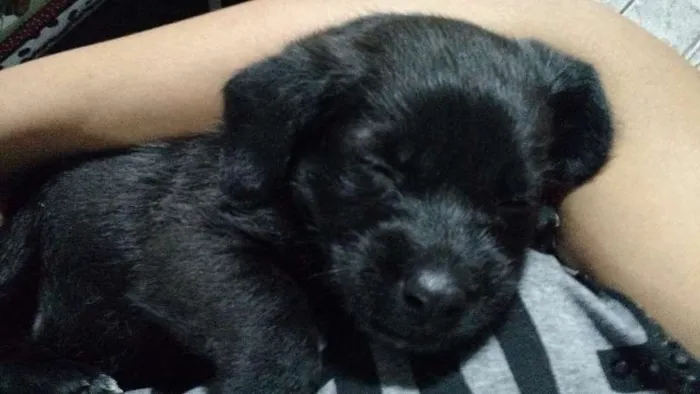 Cachorro ra a SRD idade 2 a 6 meses nome Sem nome