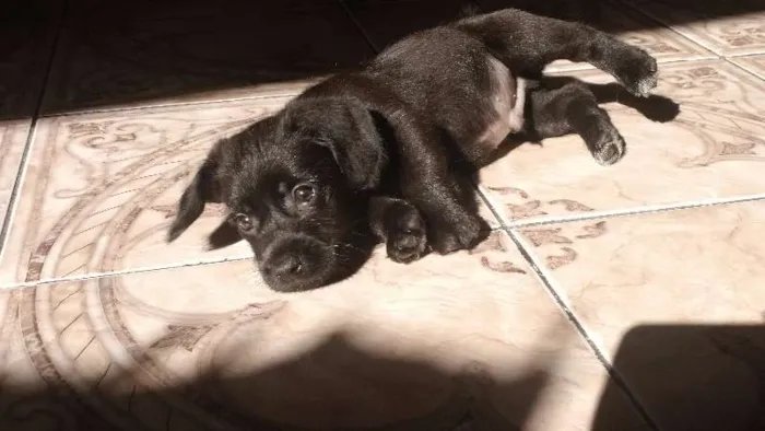 Cachorro ra a SRD idade 2 a 6 meses nome Sem nome