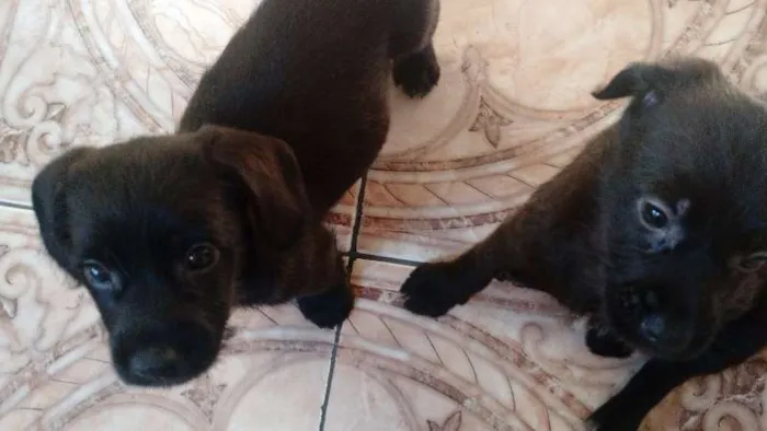 Cachorro ra a SRD idade 2 a 6 meses nome Sem nome