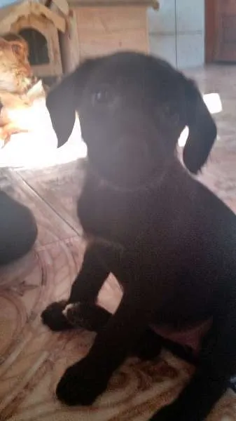 Cachorro ra a SRD idade 2 a 6 meses nome Sem nome