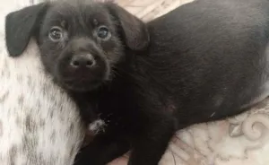 Cachorro raça SRD idade 2 a 6 meses nome Sem nome