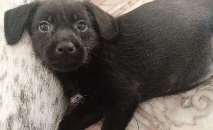 Cachorro ra a SRD idade 2 a 6 meses nome Sem nome