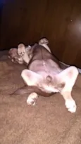Apollo