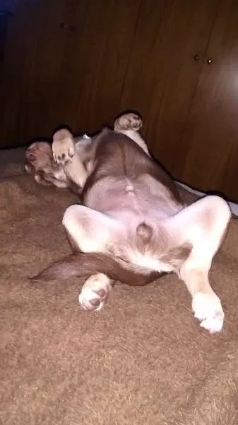 Cachorro ra a Mistura com labrador idade 2 a 6 meses nome Apollo