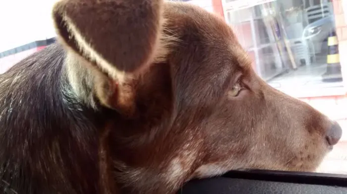 Cachorro ra a Mistura com labrador idade 2 a 6 meses nome Apollo