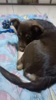 Apollo