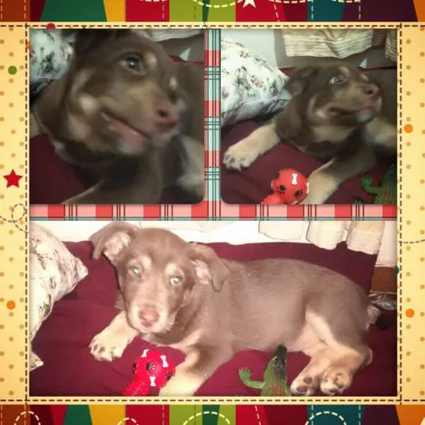 Cachorro ra a Mistura com labrador idade 2 a 6 meses nome Apollo
