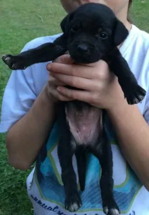 Cachorro raça SRD idade 2 a 6 meses nome Lindinho