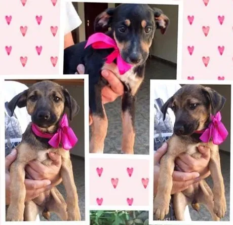 Cachorro ra a SRD idade 2 a 6 meses nome Magali