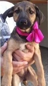 Cachorro raça SRD idade 2 a 6 meses nome Magali