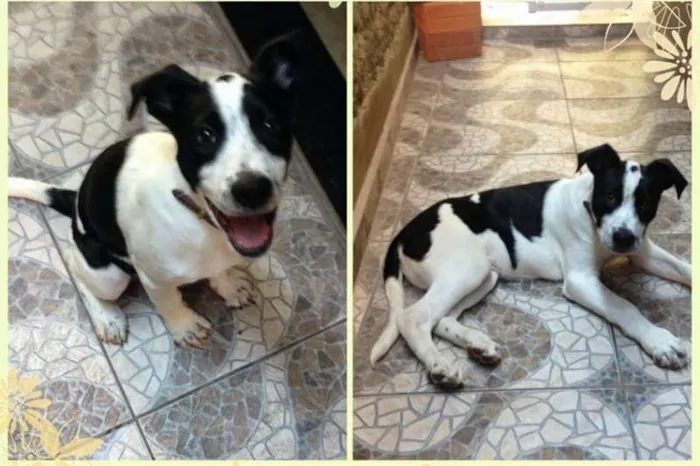 Cachorro ra a SRD idade 2 a 6 meses nome Filhotão
