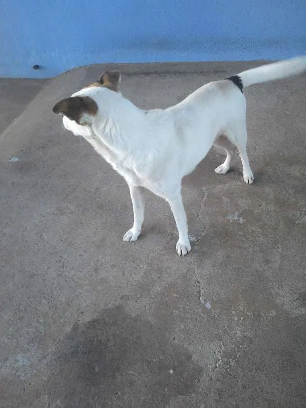 Cachorro raça  idade 2 anos nome Bill